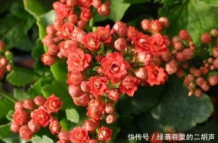 长寿花开花很难？浇水时加点这东西，花开爆满盆，天天有花赏