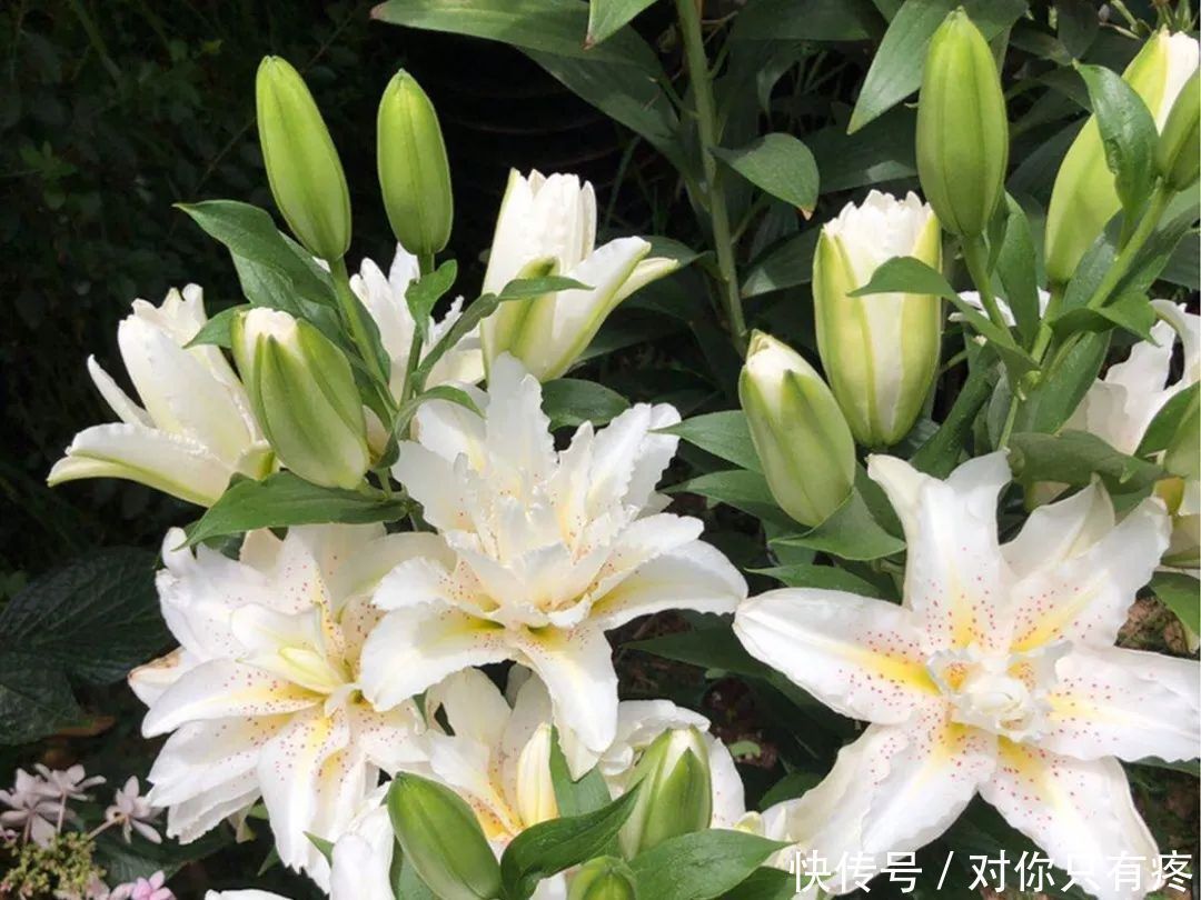 养花爱花2021赏花日历，看好这一篇，不会错过花期