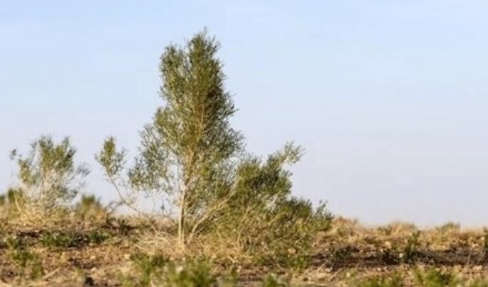 毛乌素沙地|马云为什么要在沙漠里种树?看看如今的“沙漠”,真是让人佩服