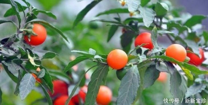 大丽花|夏天养花，不妨养这5款花，一盆千百朵，枝头花苞满