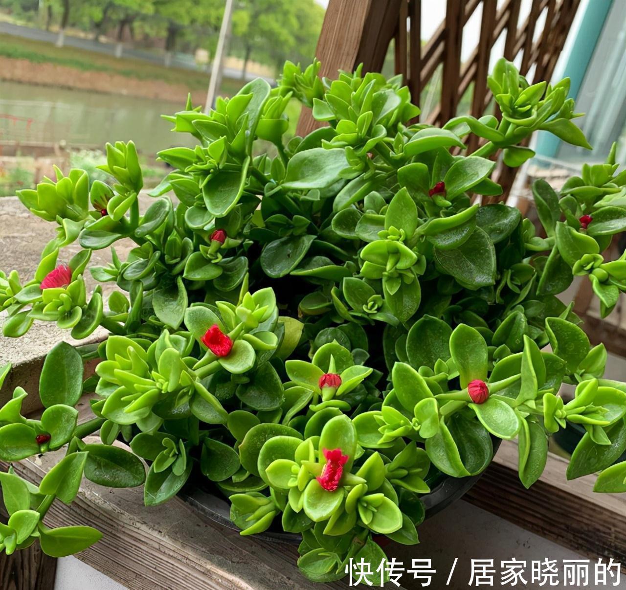 人养花,花亦养人!3种漂亮的花,建议养一些,能吃能看还能养人