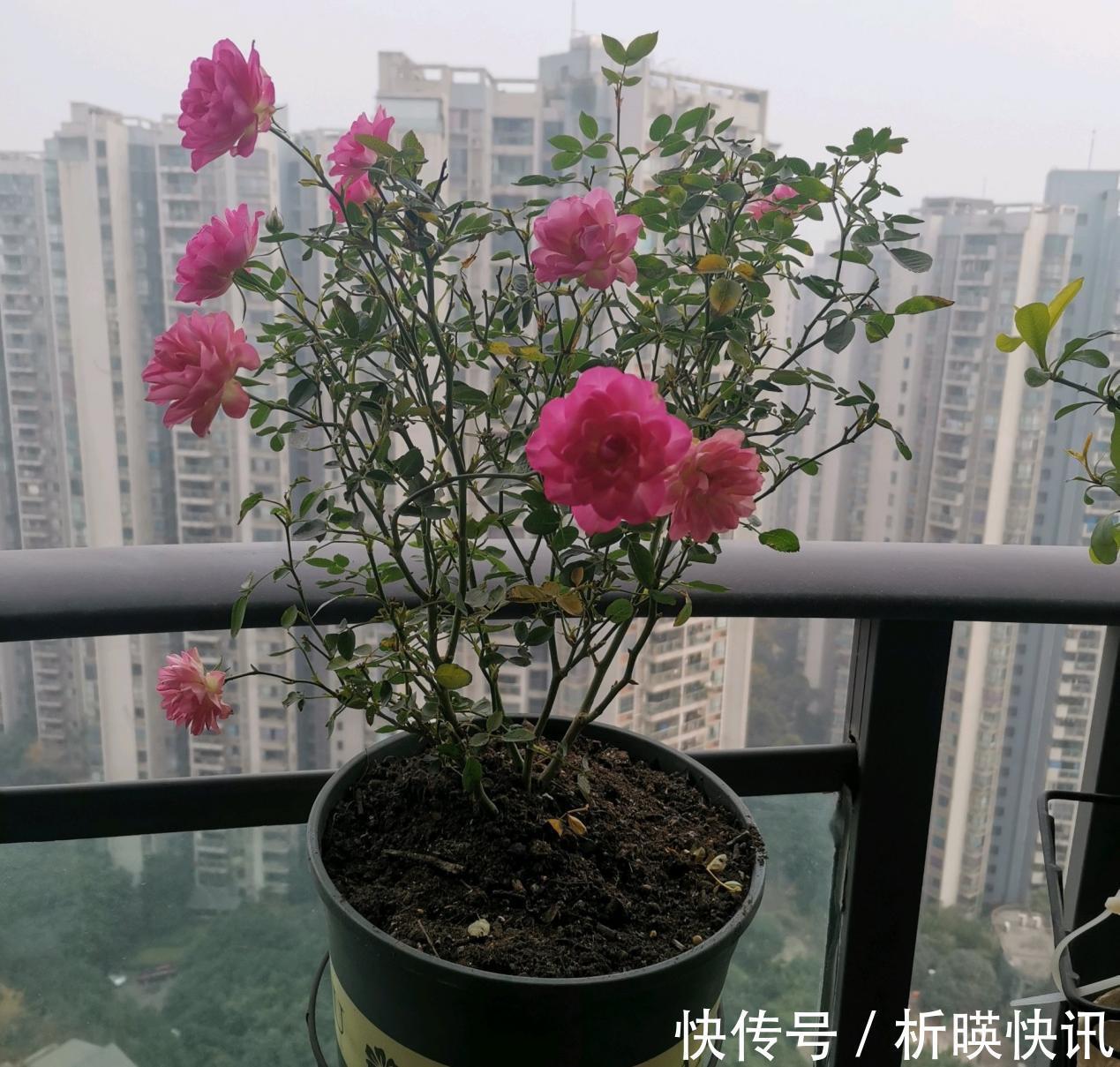 肥料|此花号称“开花机器”，居家盆栽牢记4点，开花繁殖能力特强