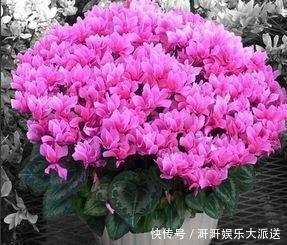 植物|此种“开花水”,浇花很灵,花苞呼呼冒出来,比激素还管用!