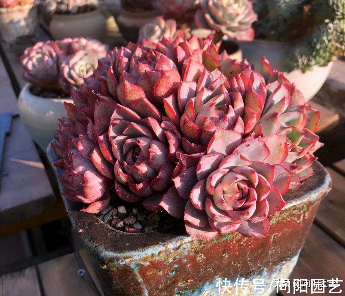 天气越来越冷，多肉状态越来越好，仙气飘飘的多肉，你馋了吗