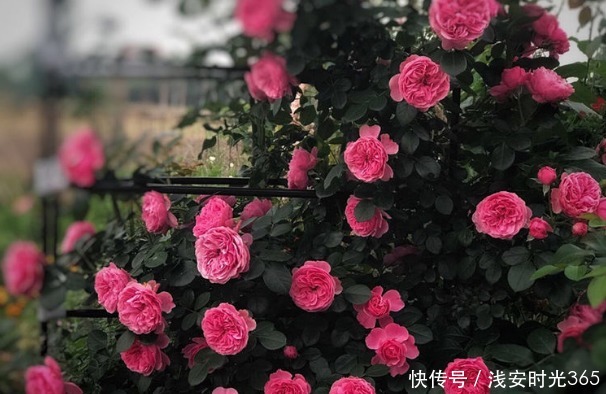 新手|新手养花，不如养盆花中精品“灯光荷”，似红光荷花，婀娜绚丽