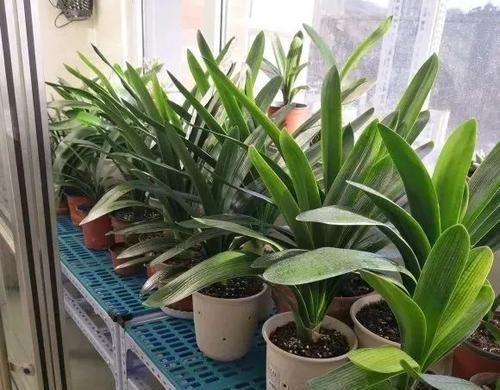 君子兰夏天有“四怕”,避开后,苗壮叶绿、状态好