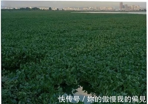 作为观赏植物引入的水葫芦,一度泛滥成灾,现在为何变得少见了?