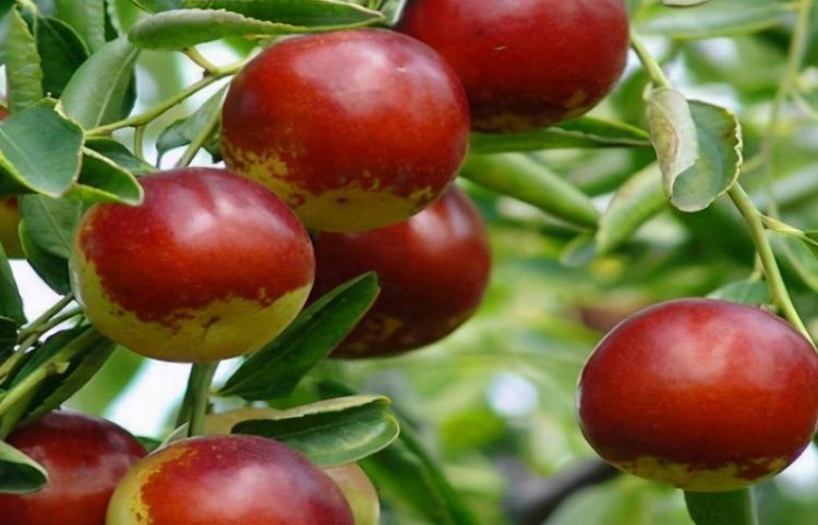 茄子|爱美女性不妨多吃3种食物，补充营养、延缓衰老，身体棒棒哒！