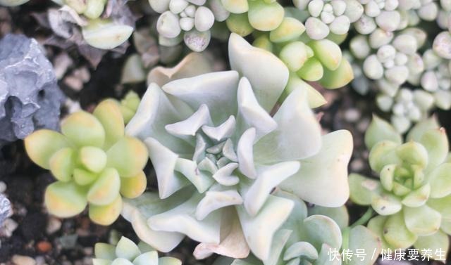 进入“黑名单”的多肉,便宜也不买,“坑”人没商量!