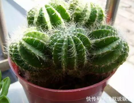 家里放什么植物最好其实有这5种就足够了!你家放了吗