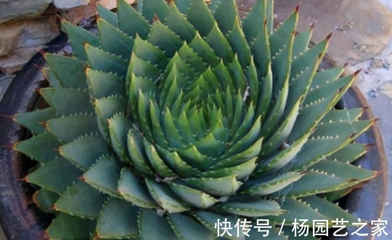 逆袭|螺旋芦荟的逆袭:幼苗人人买得起,养5年身价抵白领半年工资