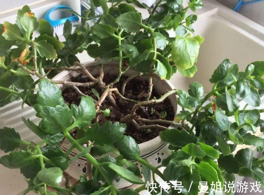 到了11月,养长寿花牢记这5点,盆栽花开一茬接一茬,又多又美