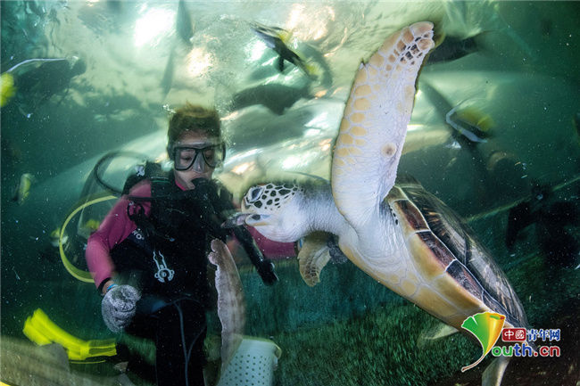 水族馆|泰国普吉岛于7月向海外游客开放 水族馆工作人员做开馆准备