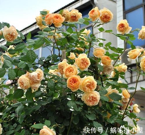 王妃|4种耐热耐晒的经典月季,可藤可灌,多季节有花赏,值得拥有