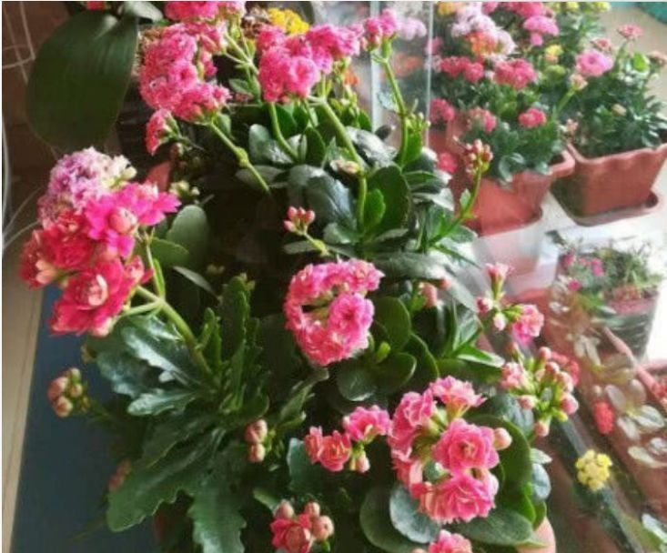 花长寿花|阳台就养这几款花卉,比玫瑰还漂亮,四季开花,香气四溢,美