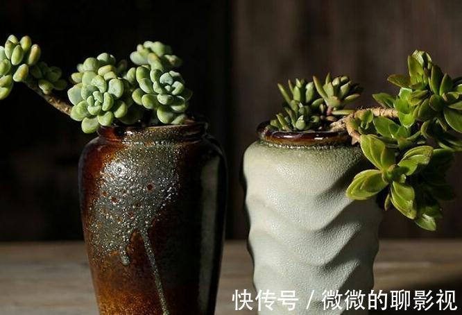 剪刀|多肉徒长了怎么撸叶子不留痕迹，又能变漂亮的老桩