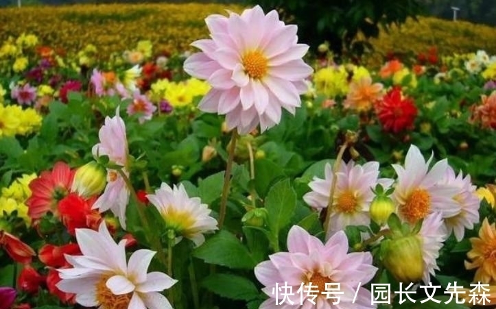 三色堇|4种福运花,自带福气好养活,花期超长又漂亮,一开就是200天