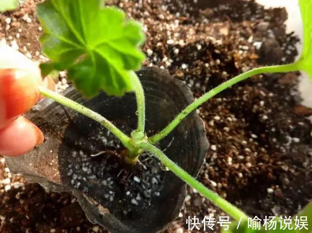 扦插加个小药片，成活率翻番，新手也能做得好！
