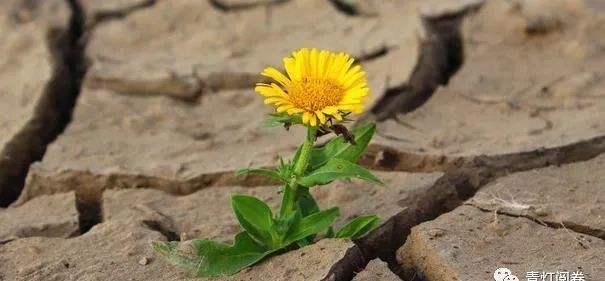 统一|上古部落统一之战：炎黄二帝同蚩尤涿鹿阪泉