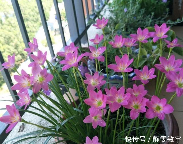 下雨天，这3种花别着急搬回家，喝点“雨水”长得快，越淋越壮实