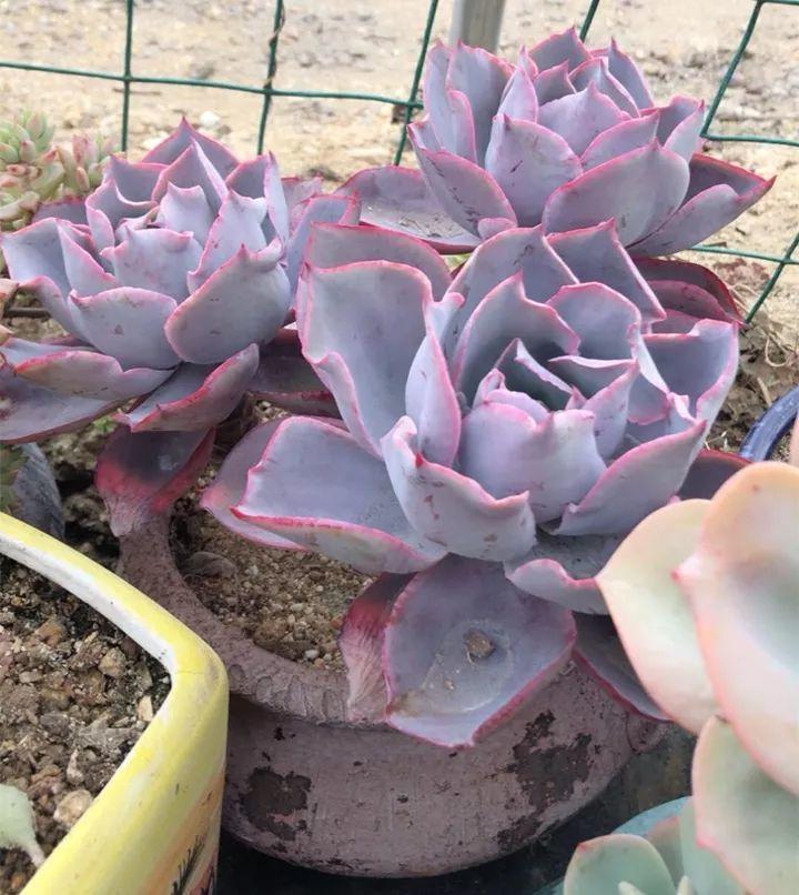 姐姐养了9年的多肉，没有买肥就用它，个个长成精！