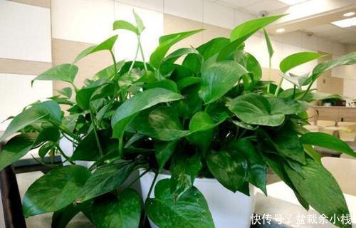 富贵竹|6种耐阴花，最怕太阳晒，家里采光不好也能养，看看你养了几种？