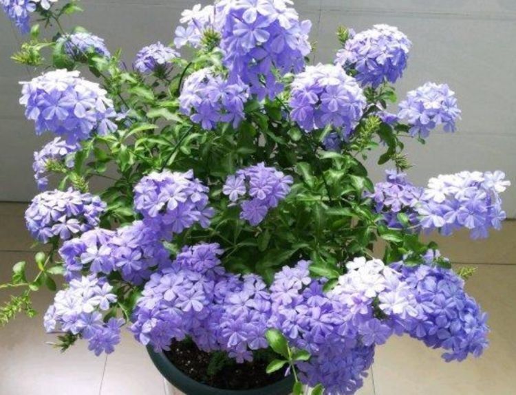 自带“贵气”的几种花，花叶俱美，养盆放阳台美极了