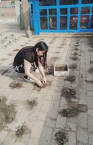 砖缝子里种出片菜园子,不是突发奇想,长势很喜人