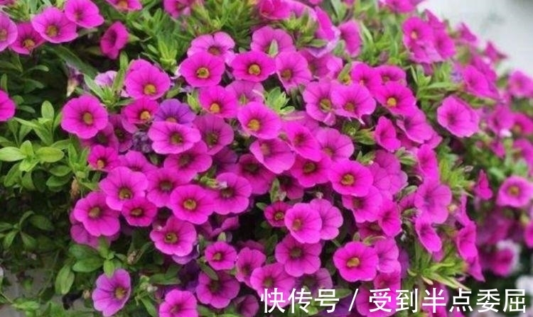 风信子|4种花养了就爆盆，好养易活开花漂亮，招财又开运，你养了吗？