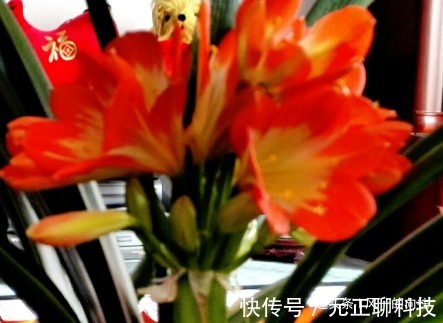 张大爷养护君子兰的秘籍，活学活用，再也不怕生病，开花鲜艳！