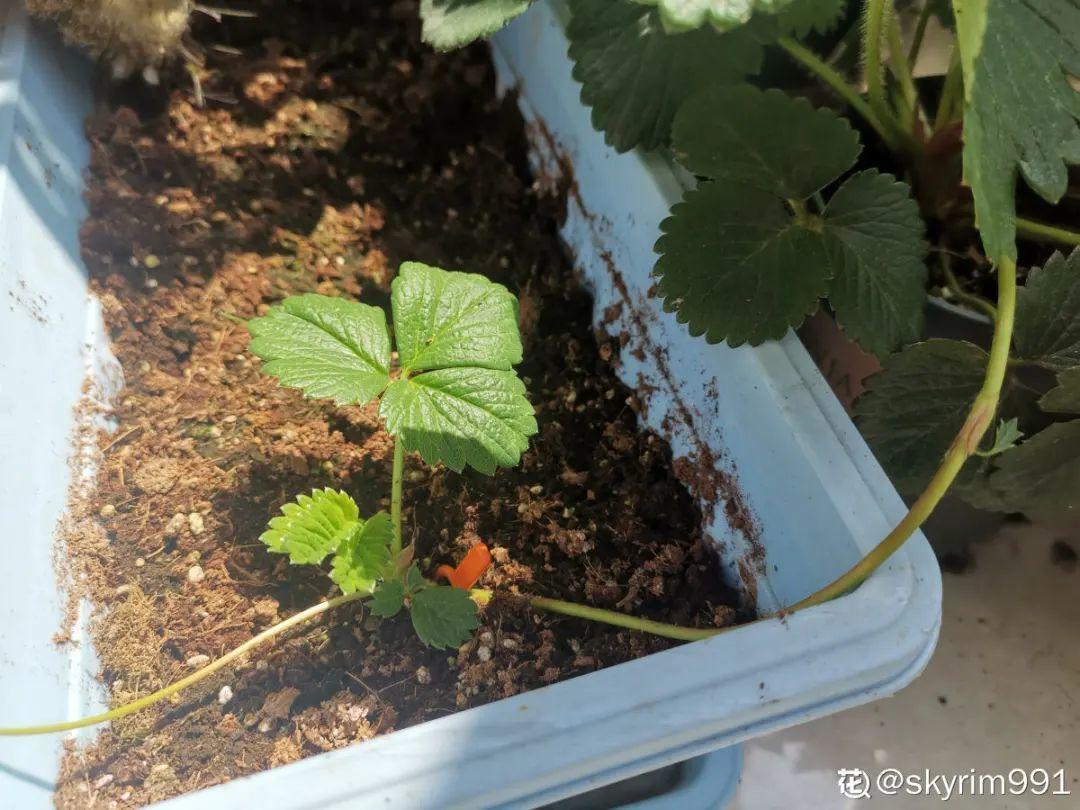 嫩苗|7种花养老桩不好,多扦插、养嫩苗,才能年年开花