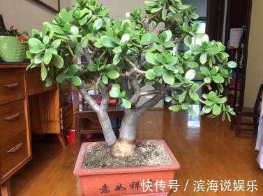 都爱把玉树养成“老桩”,这“3招”不能错过,家里天天生机勃勃