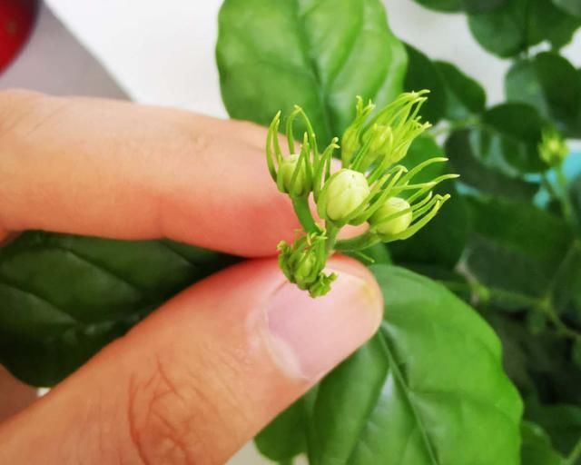 夏天养这花,每月要喂几滴食醋,叶子油绿、开花超多