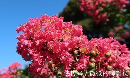 疑露堂前紫薇花两株,每自五月盛开,九月乃@谁说花无百日红,紫薇,从诗词里走出来