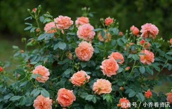 养好月季四大诀窍,年年开花不黄叶,花苞又大又鲜艳,花开满园