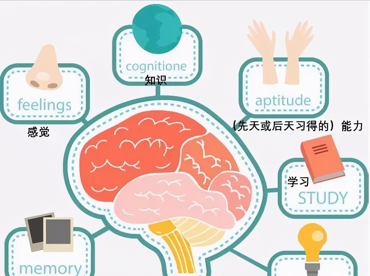 引导|宝宝2岁很关键,是大脑智力发育的黄金阶段,别再说宝宝天生笨了