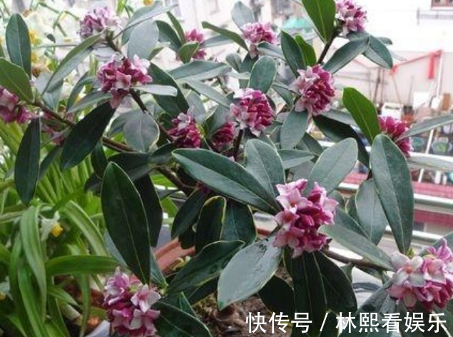 长寿花|养花就养这几款，全年开花不停，花型圆滚惹人爱，值得拥有