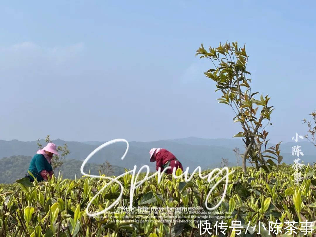 茶地！一个卖茶的掌柜，要拥有一片白茶、岩茶、红茶的茶山，很容易吗？