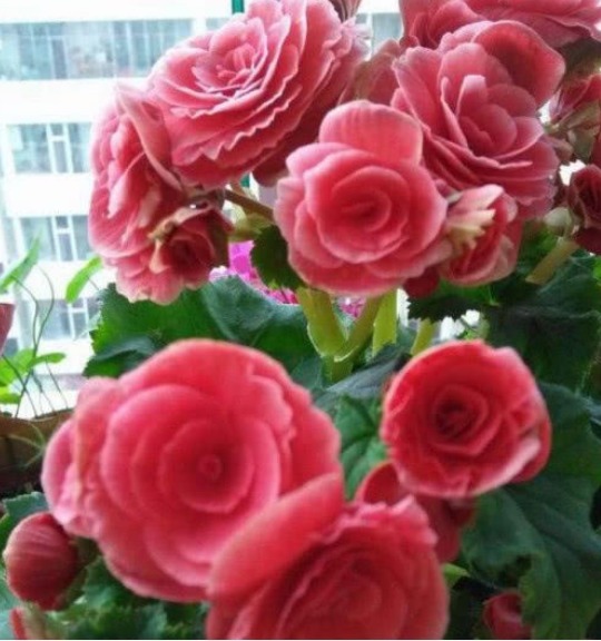 4种花养在家里，花朵硕大，花期长，香气满满，人见人爱