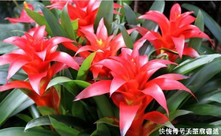 最适合春天养护的三种花，比牡丹好看，比吊兰好养