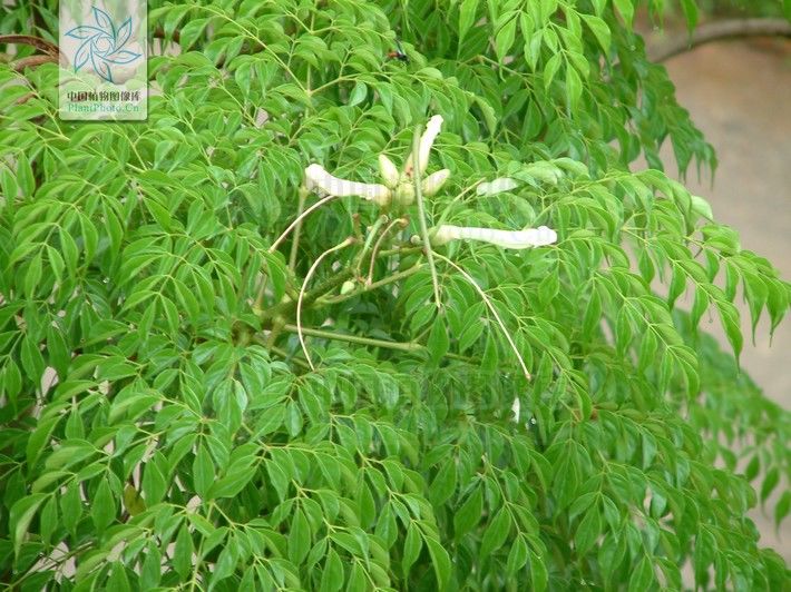 接骨凉伞,见过吗?散瘀消肿。外用治跌打、骨折