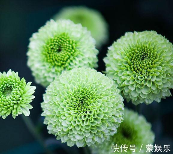 芹叶牡丹芹叶牡丹|养花总“养死”3种“廉价花”养一盆,3月不用管,照样花儿爆