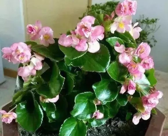 叶面|这些花草不要往叶面上喷水,否则只剩下花盆