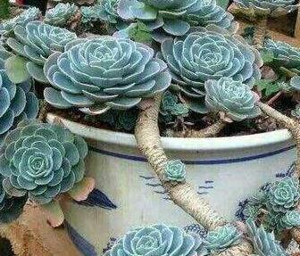 养不死的多肉排名,全是大普货,新手入坑必选它