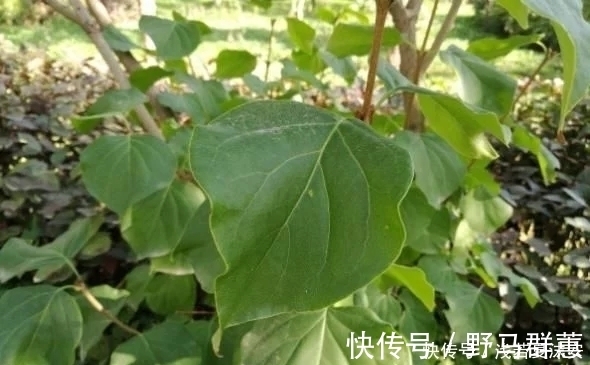 红茶多酚|农村大爷每天摘1种叶子泡水喝，“冲走”肝毒，看起来年轻10岁