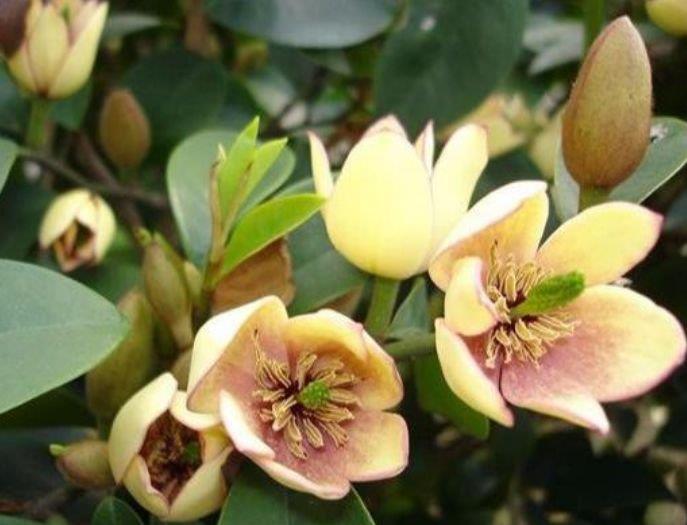 4种花,堪称花界“劳模”,越热花开越多,30天养成“小花园”!