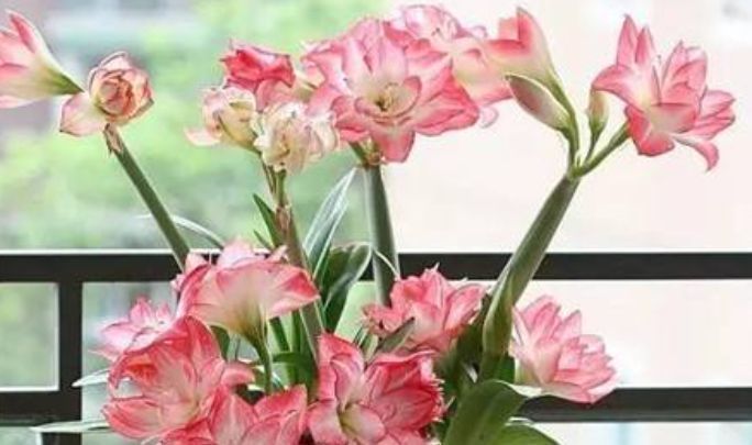 花大色|开败的朱顶红别扔！太浪费！教你这样做，花大色艳花量多！真吸睛