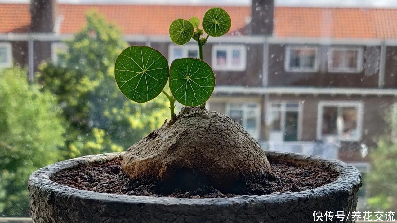 用那那那那写一种植物