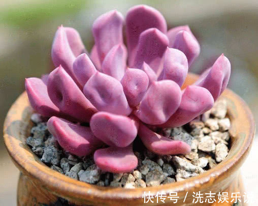 红润|多肉丘比特怎么养教你3个小妙招，养出红润艳丽的丘比特