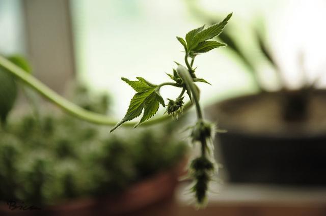 拉拉秧又开始疯长了,被它擦伤过吗知道它真名叫啥吗